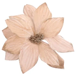 Champagnerfarbene Weihnachtsrose Mit Glitzer