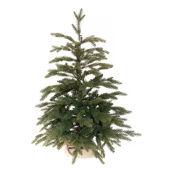 Premium 'Djill' Weihnachtsbaum Klein